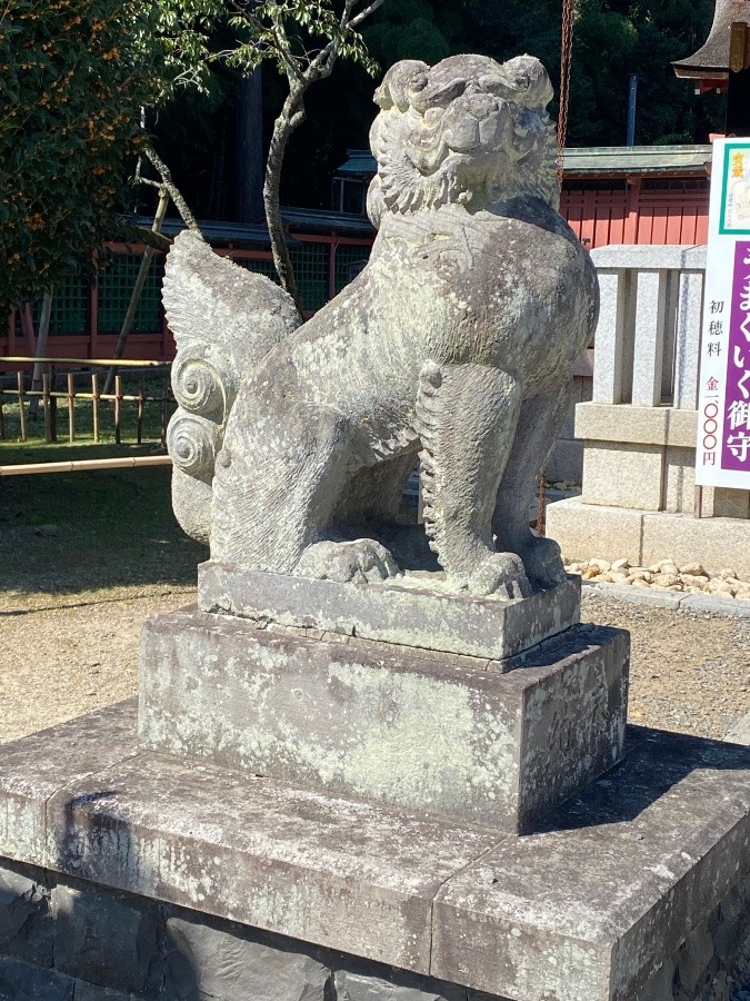 神社狛犬⁉️