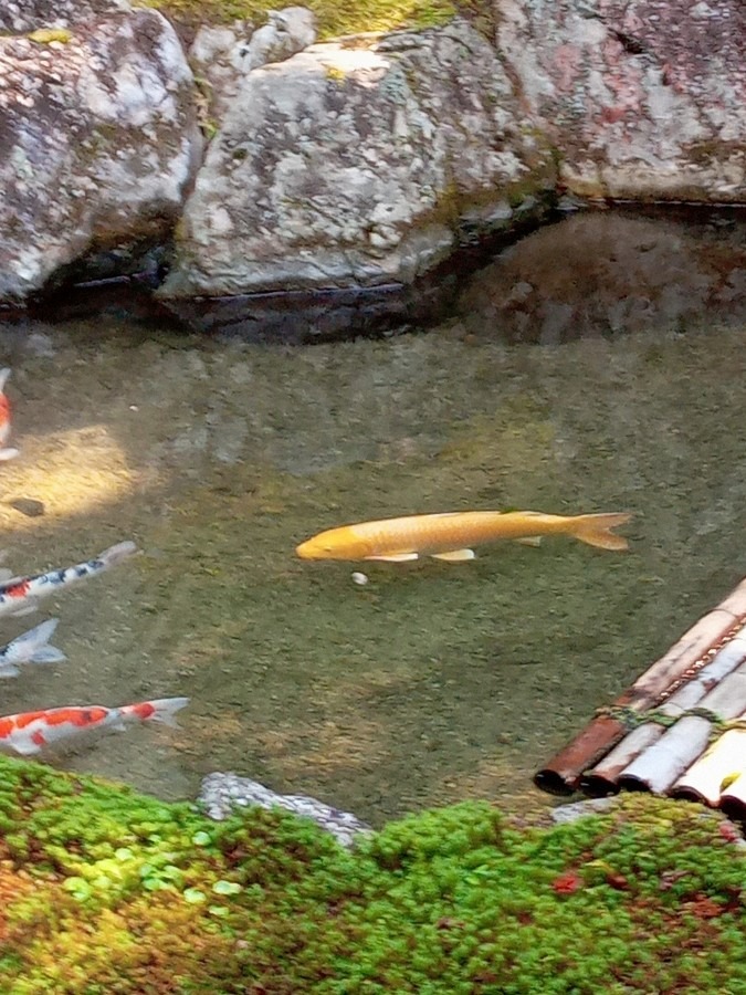 ✨黄金の鯉✨