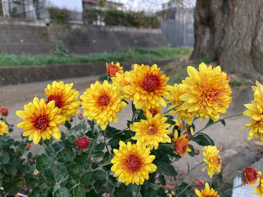 家の前の歩道に秋の黄色い花❣️