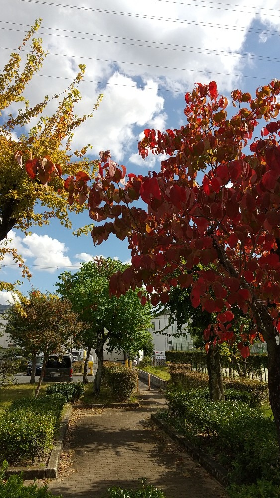 大阪でもう紅葉だよ