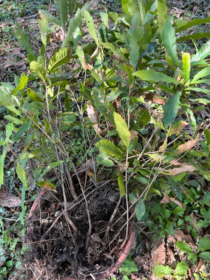 屋根に登った。