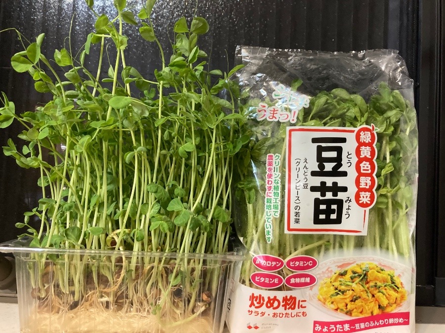 豆苗、水栽培７日目…。