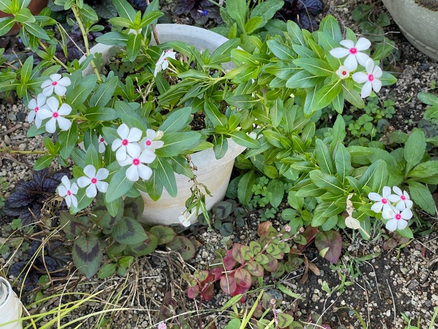 友達ん家の花