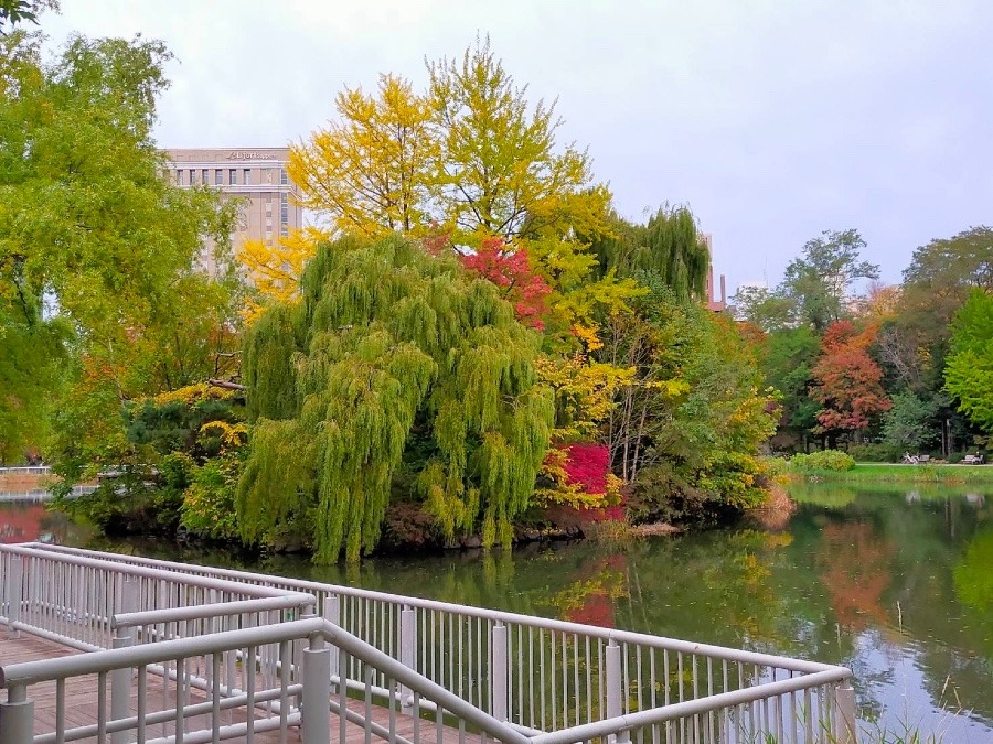 札幌中島公園🍁