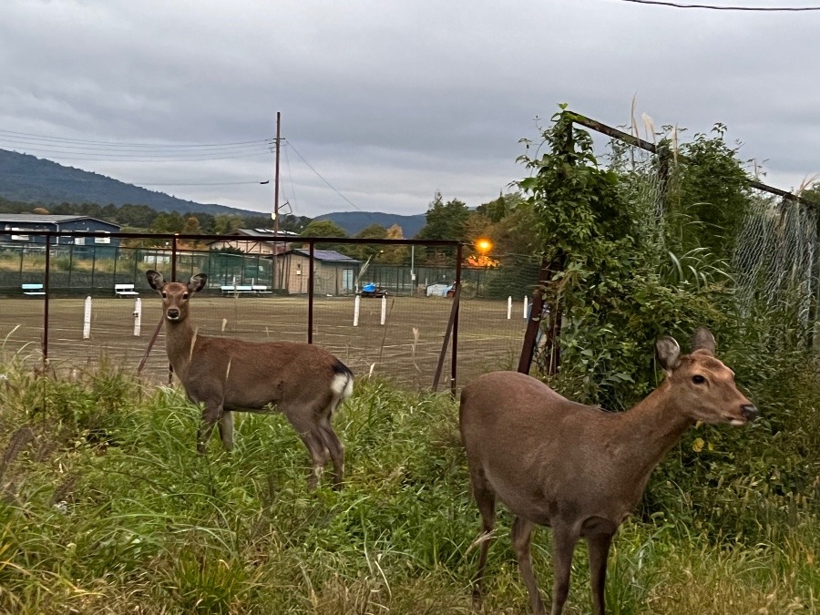 🦌庭に5頭🦌