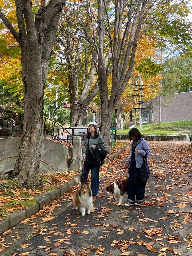 秋 見つけた🍂