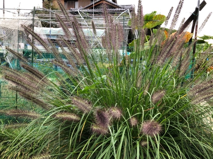 🍃力強く