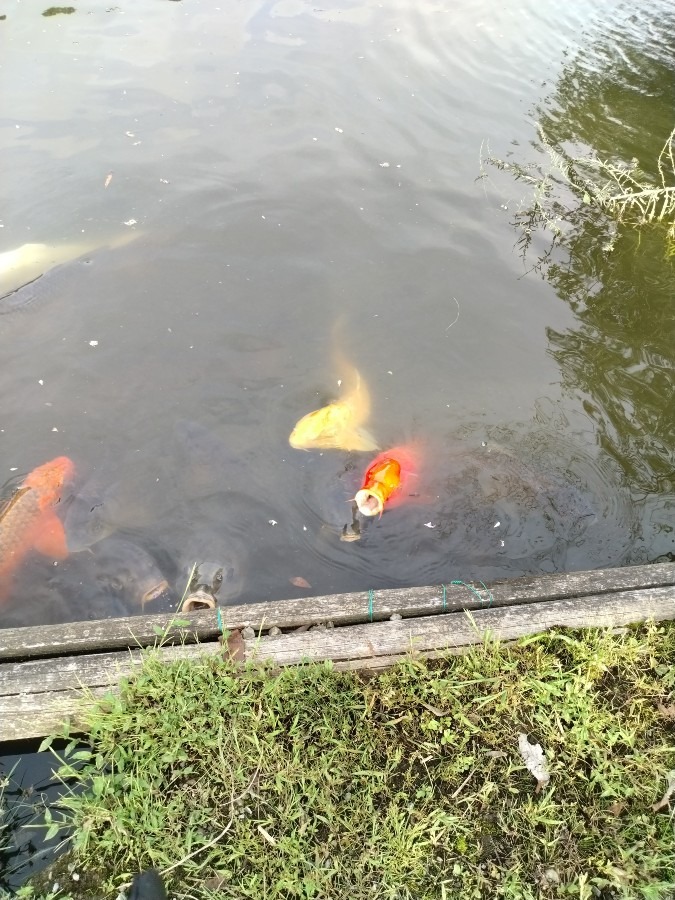 池の鯉です！