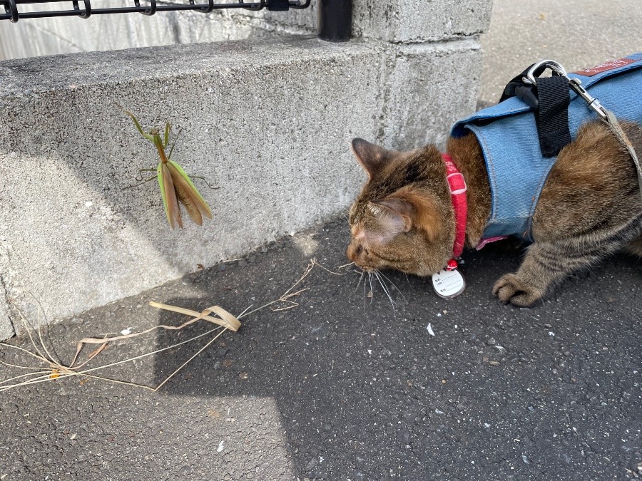 散歩中のルルしゃん🐱