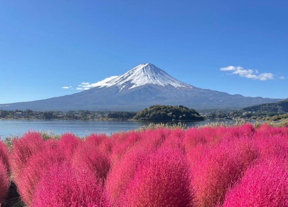 コキアと富士山🗻