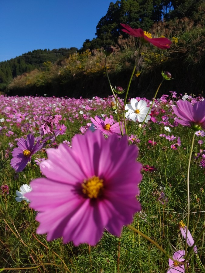 コスモス🌼🌸