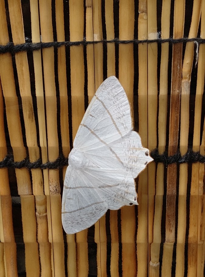 白い蝶🦋❓️