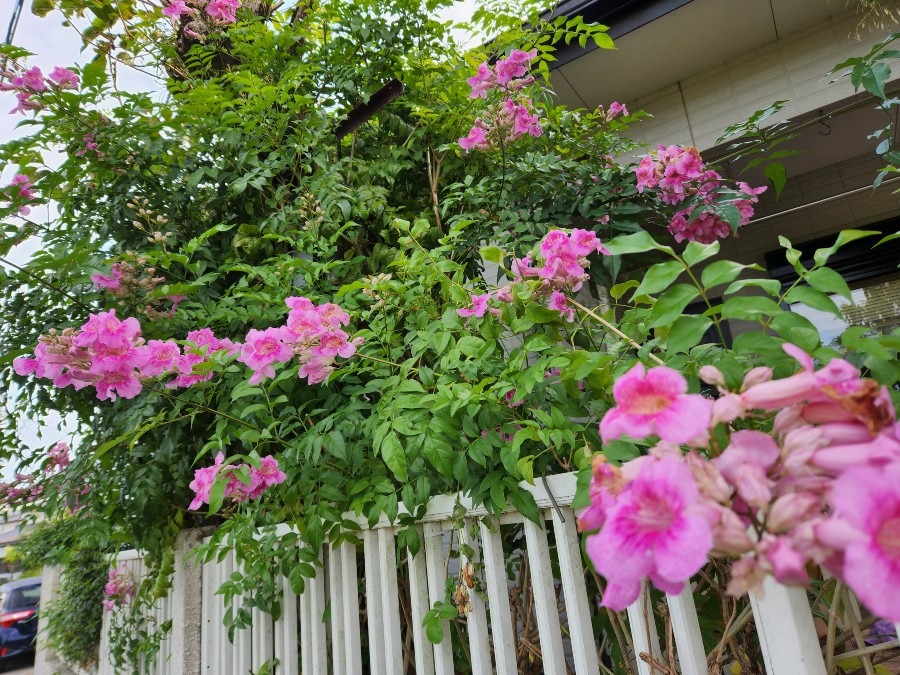 咲き誇る庭のお花