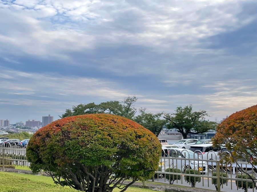 こんな可愛い紅葉が🍁