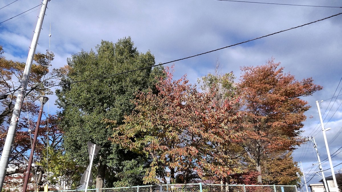 通学路の街路樹。