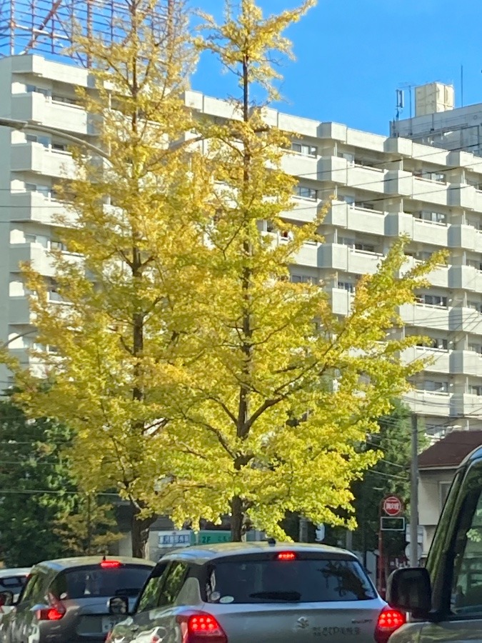 街中でも紅葉始まりました。^_^💕