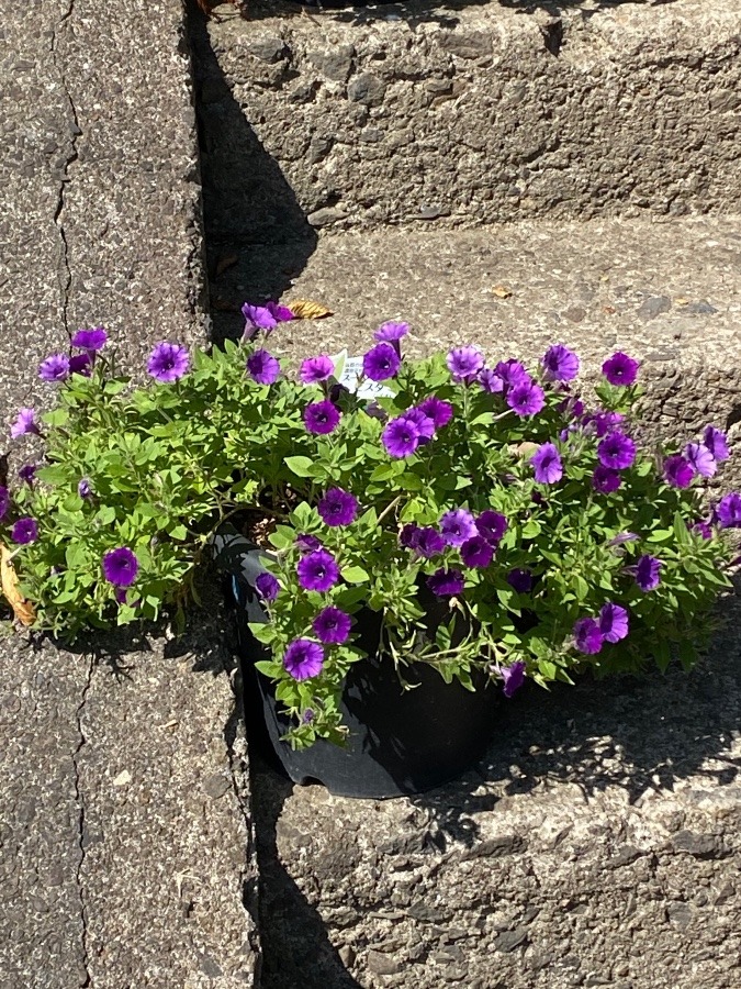 花🌸🌸🌸Ⅱ