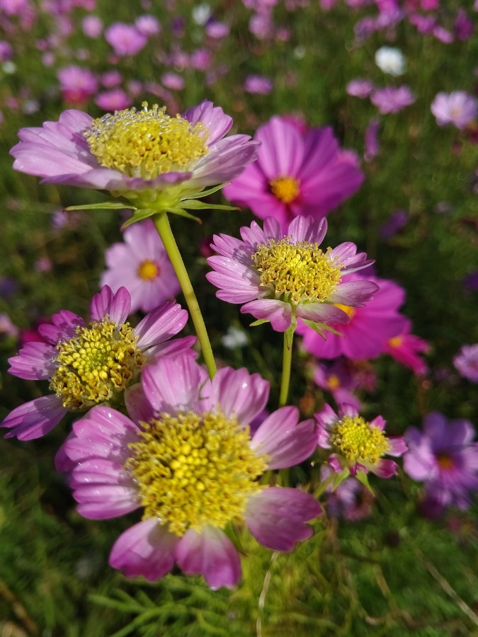 コスモス🌼🌸