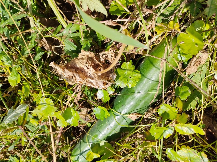 捨てたキュウリの種からキュウリが出来ました