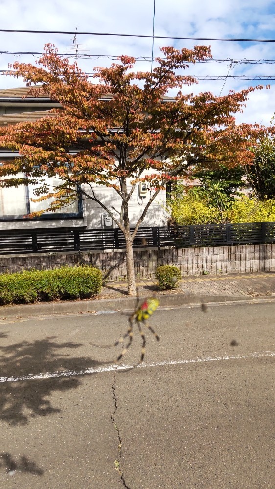 大きな蜘蛛❗️太陽に照らされ、存在、大❗️