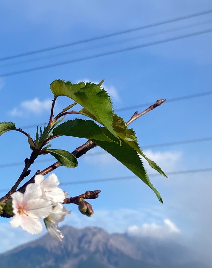 桜島と10月の桜🌸