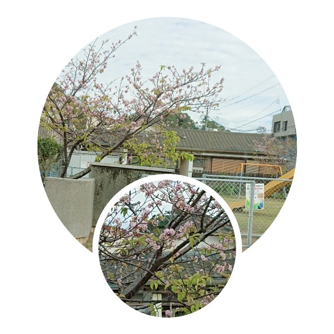 本日の*小さなしあわせ*桜