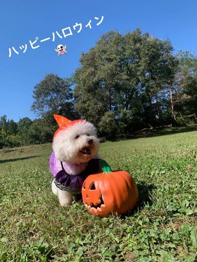 ハッピーハロウィン