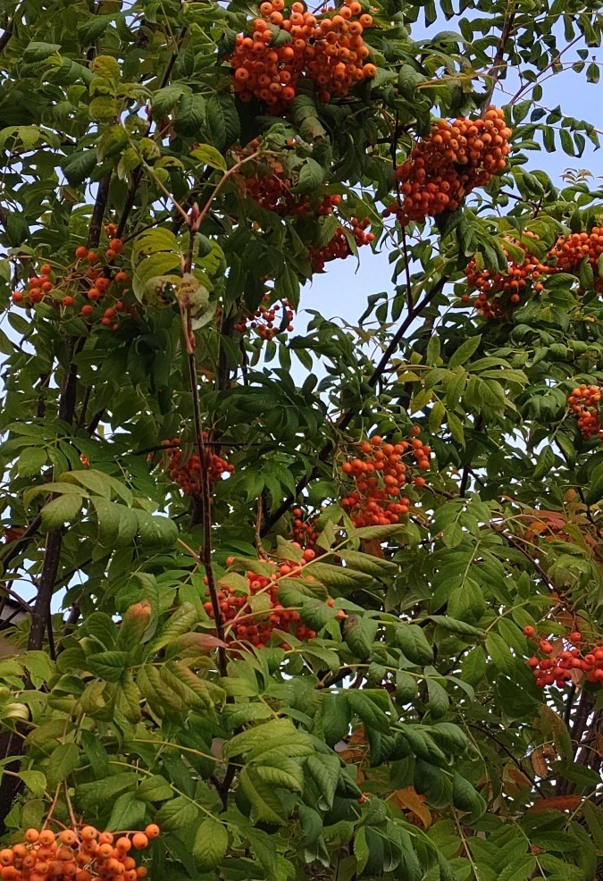 ナナカマド🌿