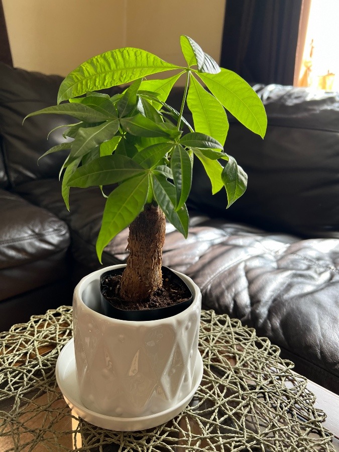 観葉植物