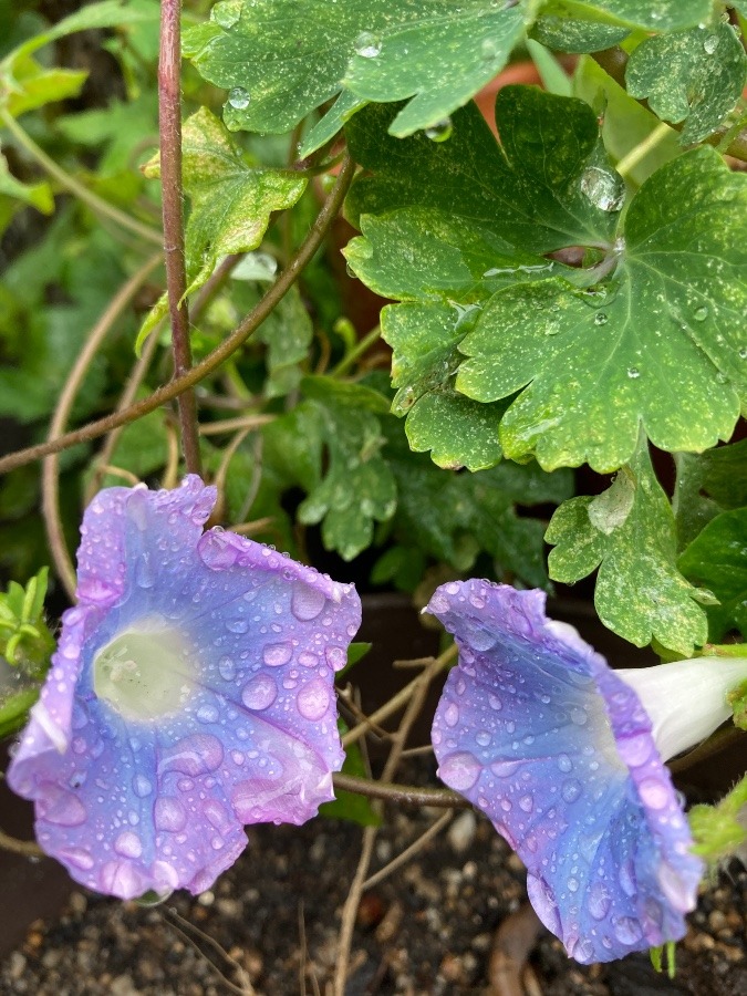 咲いたよ💐