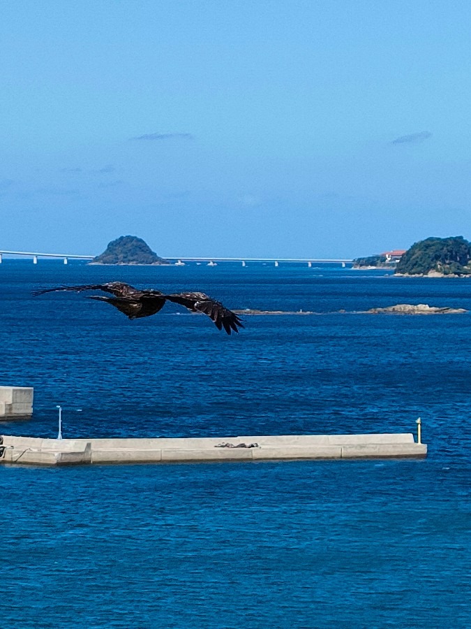 目の前にとんびが…