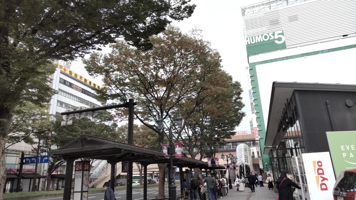仙台駅前の街路樹。