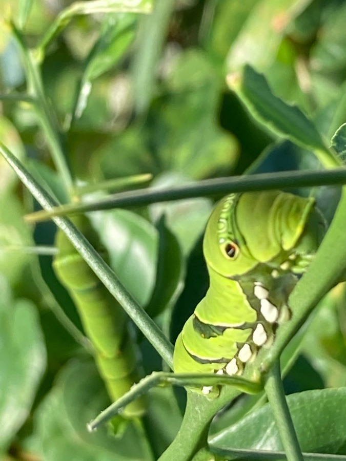 青虫くん🐛