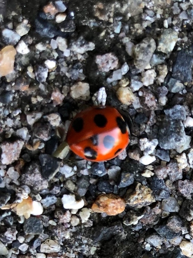 🐞みつけた✨