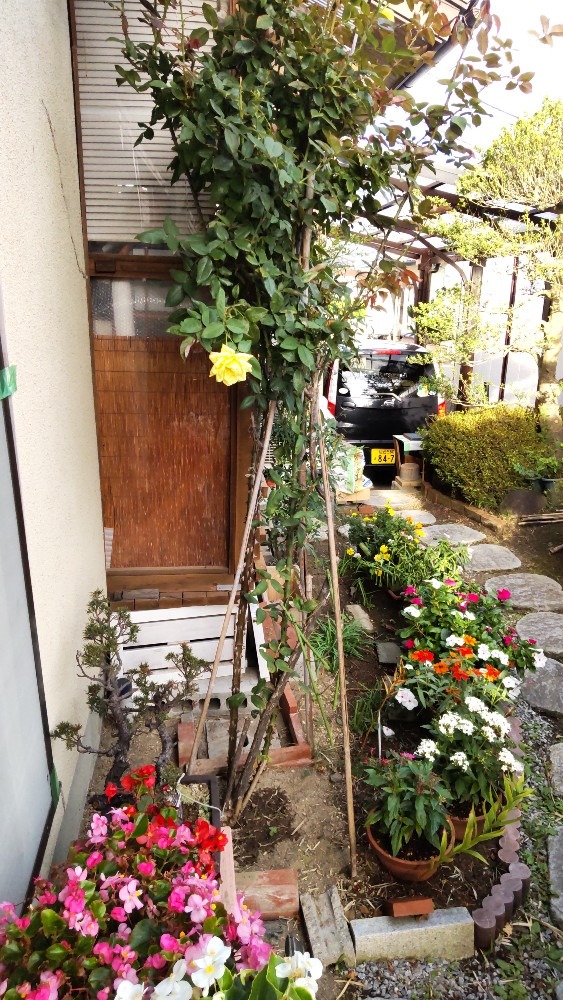 四季薔薇と、小さな花達！