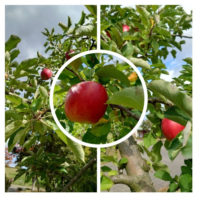 林檎🍎