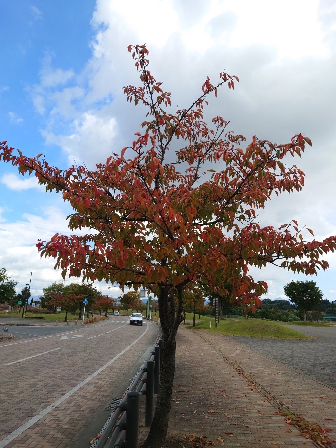 桜の木❣️