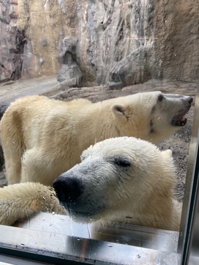 旭山動物園⑤