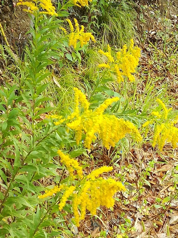 黄色の花