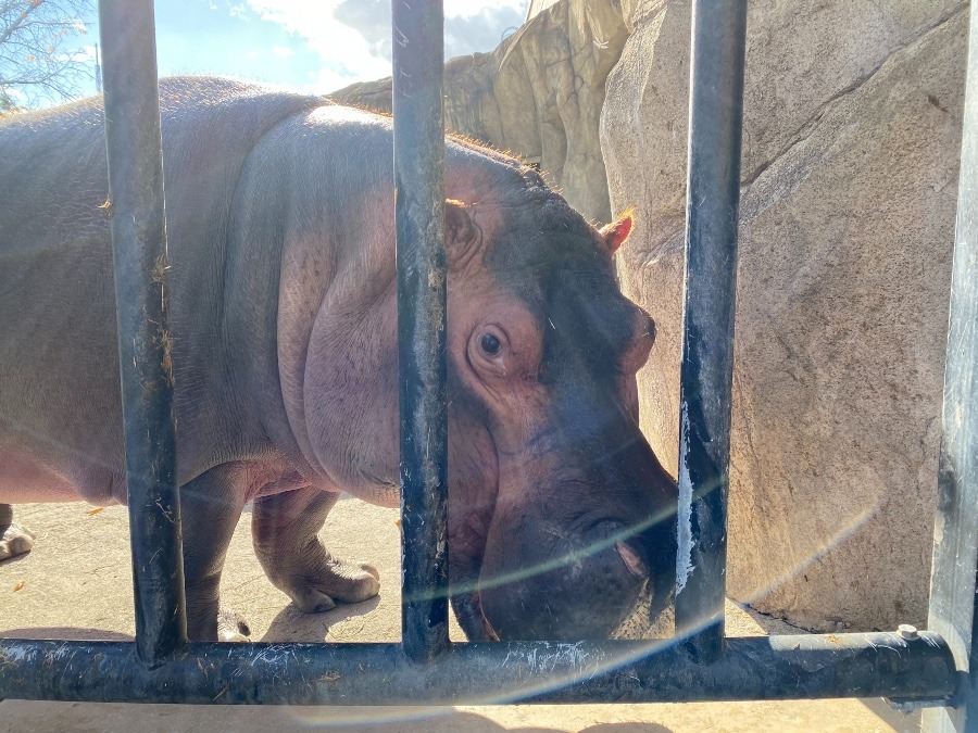 旭山動物園④