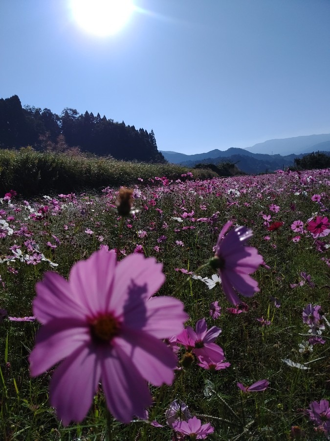 コスモス🌼🌸