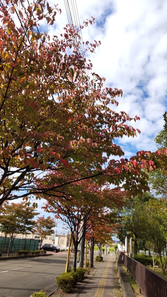 紅葉した街路樹！