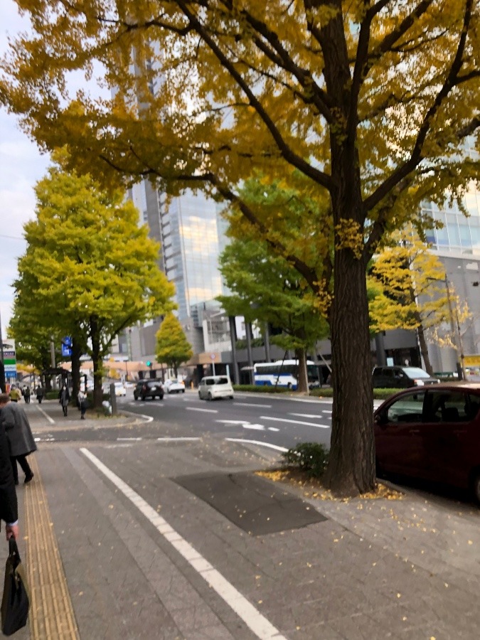 銀杏の葉も色づき始めます。🍁