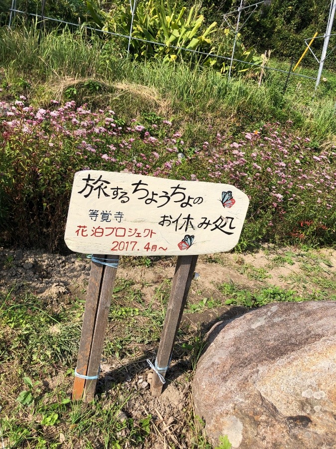 旅する　蝶　アサギマダラ