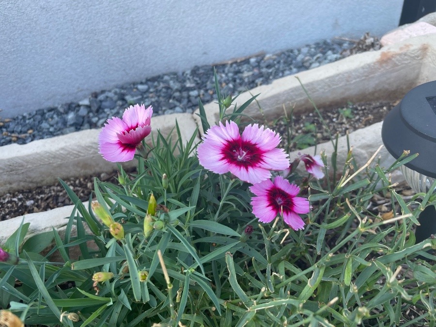 花壇の花がまた咲いた