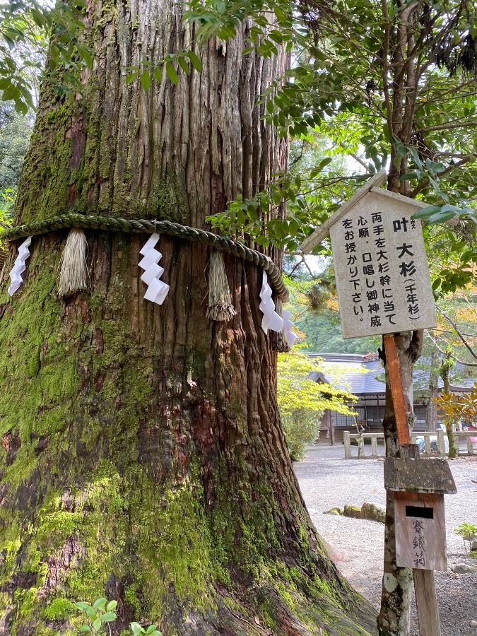 壬生川上神社　叶大杉　神社仏閣部活