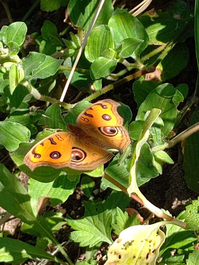 かわいい🦋🦋