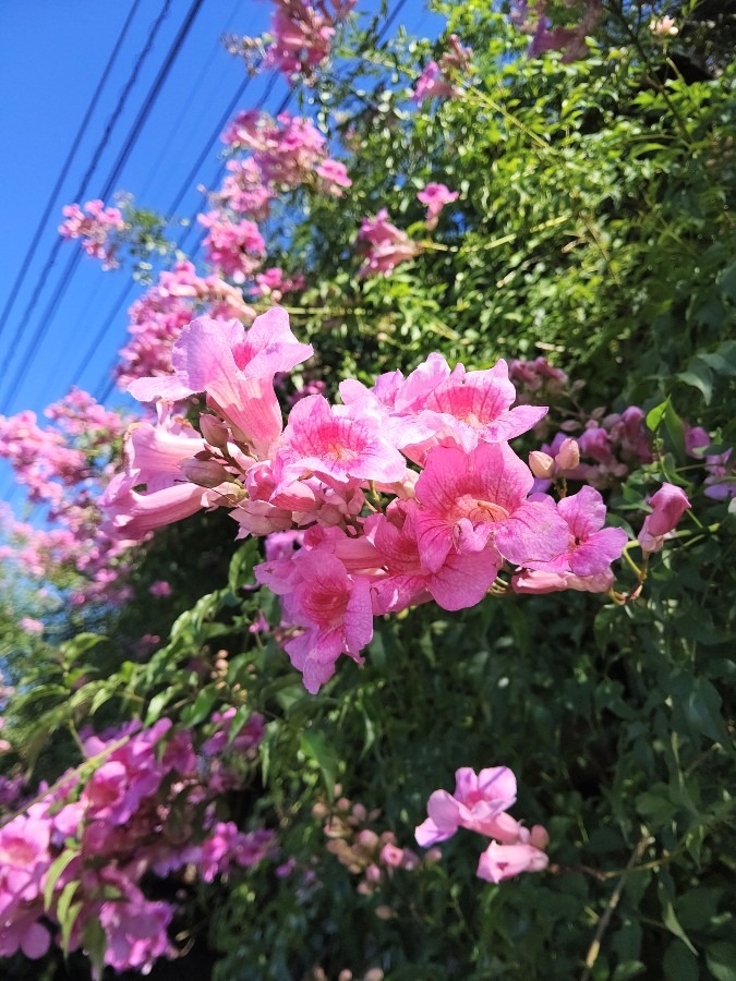 ピンク色🌸