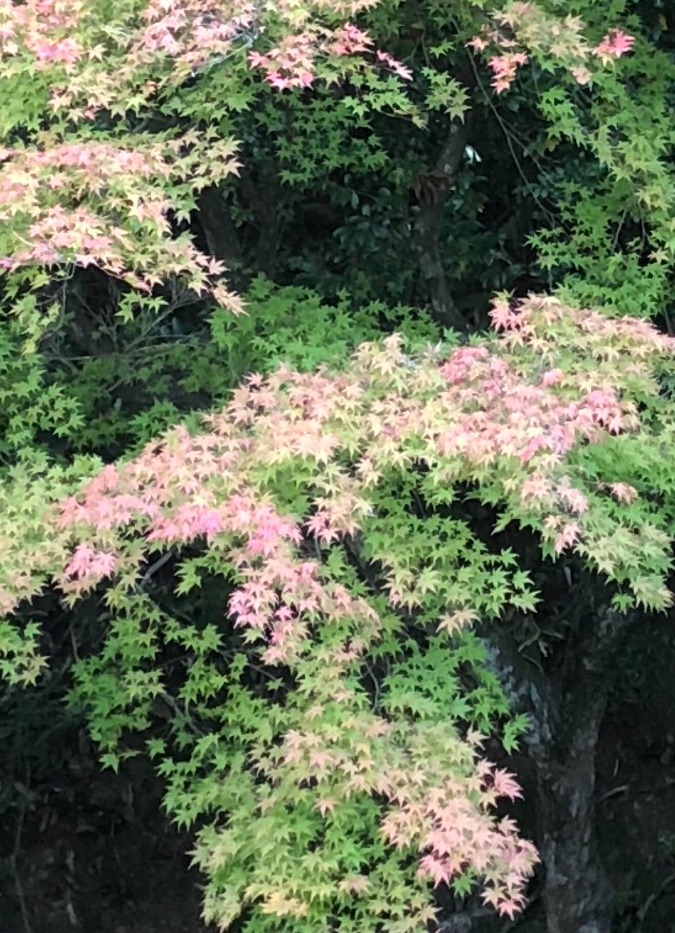 こちらも紅葉🍁漢陽寺にて