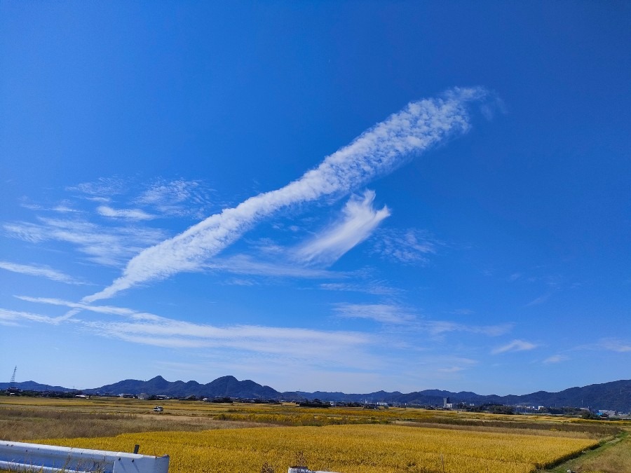 黄金色に輝く稲穂と青空